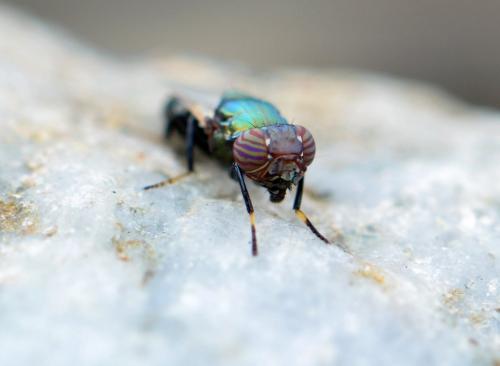 Réf. 210 726 : Physiphora alceae